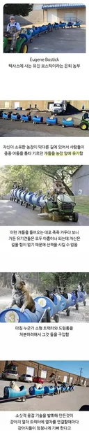 80대 할아버지가 댕댕이들과 산책하는 방법