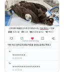 전라도에서 구조된 미국 대머리 독수리ㅋㅋㅋㅋㅋㅋ