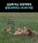 도파민에 절여진 사바나 야생동물