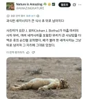 새끼 사자 : 아이고 잘 먹었다.