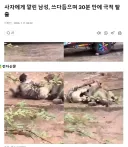 사자에게 물려가도 잘 쓰다듬으면 살 수도 있다