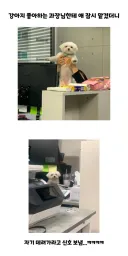 과장님에게 팔려간 강아지의 최후