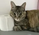 우리집 뚱냥이 진짜 개민폐임