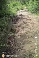 산책하다 아빠 버리고 집가서 고무대야 반신욕 즐기는 개