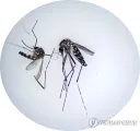물리면...ㅈ되는... 모기...jpg
