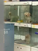 핫플 간 방치 펫샵 강쥐들 구조완료했다 함