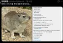 바위너구리 악플 뚱뚱하게 달리네
