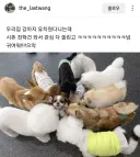 소심한 강아지를 유치원 보낸 결과
