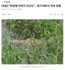 하천에 악어가 다닌다.경기 여주서 악어 포획
