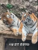 남편한테 허구헌날 끼부리는 암컷호랑이
