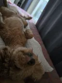 강아지 산책 2시간 + 에어컨 =