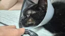우리집 고양이 수술한지 1년 조금 지났다
