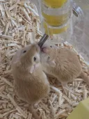 누나, 얘들은 이렇게 붙어다니는데 새끼 안 생겨?