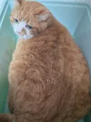 고양이를 여럿 키워보며 깨달은건데