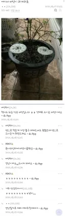 식물갤 패드립 레전드