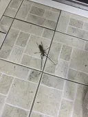 시골집 특)