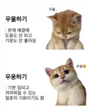 첫댓글이 분위기를 좌우하는 유머