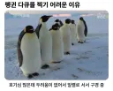 펭귄 다큐를 찍기 어려운 이유