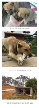 옛날 시골 강아지 특징