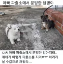 아빠 파출소에서 분양한 멍뭉이.jpg
