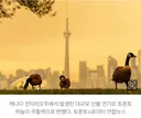 샛노란 하늘에 갇힌 도시… '세계 최악' 대기질에 멈춰 선 토론토
