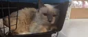 [고양이] 병원 와서 우울한 고영희