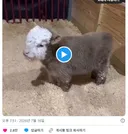 태어난지 두시간 된 스코틀랜드 하이랜드 소