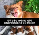중국에서 난리난 동물 학대 살해 사건...