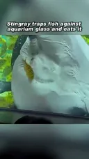 수족관 가오리가 물고기를 사냥하는 모습