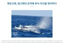 범고래한테 맞서 싸우는 향유고래 최강의 무기