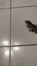 호프 속도감 이슈 한방에 이해되는 짤.gif