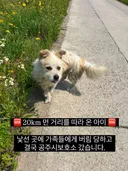 국토대장정하는 사람을 따라 20km를 걸어 온 유기견 공주