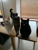 혼자만 화풍이 다른 고양이.jpg