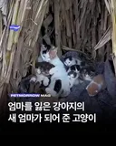 엄마를 잃은 강아지의 새 엄마가 되어 준 고양이