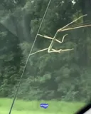 대벌레의 쉽지않은 인생