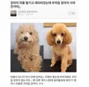 강아지 미용 맡겼더니 우리집 강아지가 사라짐.JPG
