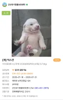 포인핸드 구경하다가 본 귀여운 물범강아지 (feat. 입양홍보)
