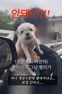 잠시 언니와 이별하는 봄이🐶의 절규