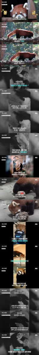 서울대공원서 멸종위기종 '레서판다' 두 마리 탄생…국내 첫 자연번식