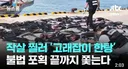 작살 찔러 '고래잡이 한탕'...불법 포획 끝까지 쫓는다.
