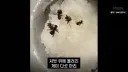 음식에 개미 넣은 식당 근황