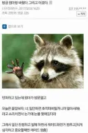 효자 디시인