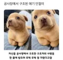 공사장에서 구조된 아기 인절미