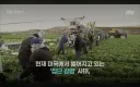 미국 양상추 기생충 감염 사태 근황