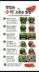 맛있는 수박 고르는 방법.jpg