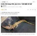 여주 80㎝ 악어, 알고 보니 ‘국제 멸종 위기종’