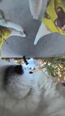 강아지 바디캠 대참사
