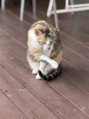 시골 냥이 사진.jpg