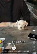 유기견 입양 2개월 변화