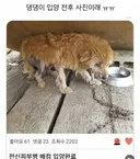 유기견 입양 전 후 표정 차이2 .jpg